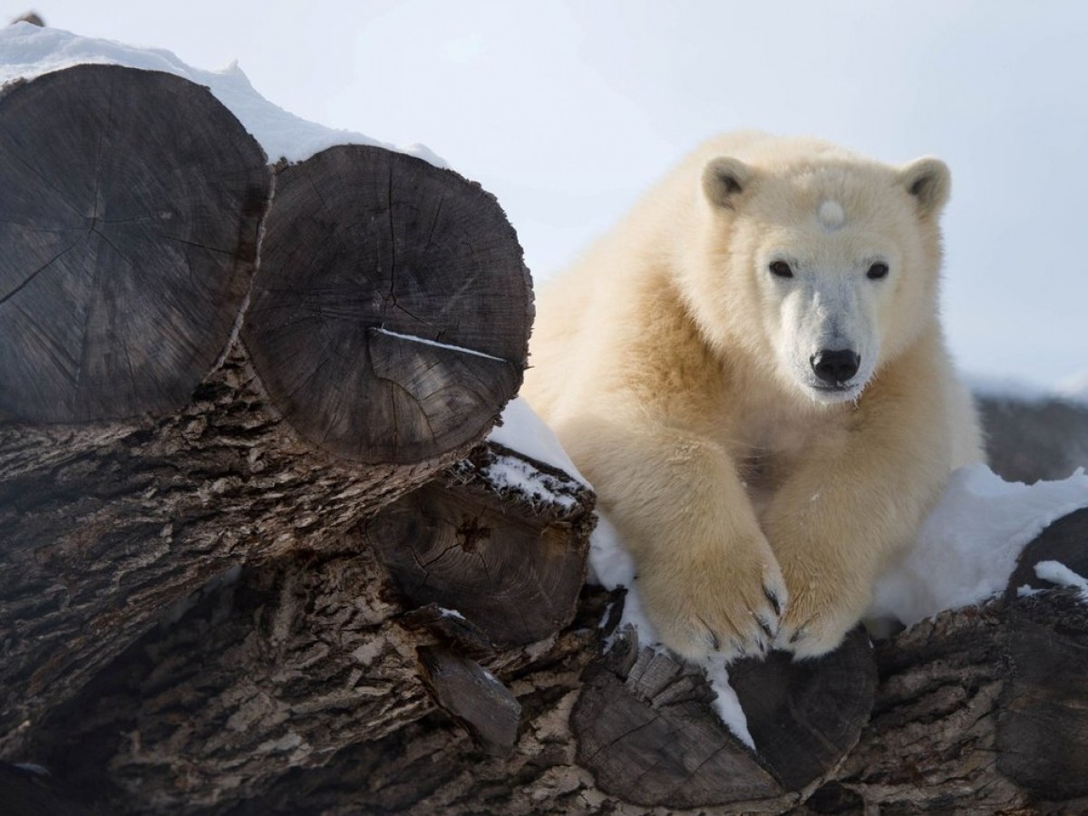 Extend your visit - Lazy Bear Lodge Expeditions helps you take in all the wonders of Churchill.