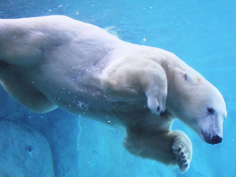 Journey to Churchill at Assiniboine Park Zoo
