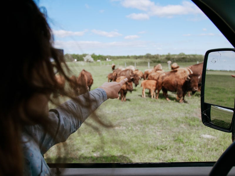 FortWhyte Alive: A Prairie Legacy: the Bison and its People with lunch at the Buffalo Stone Café